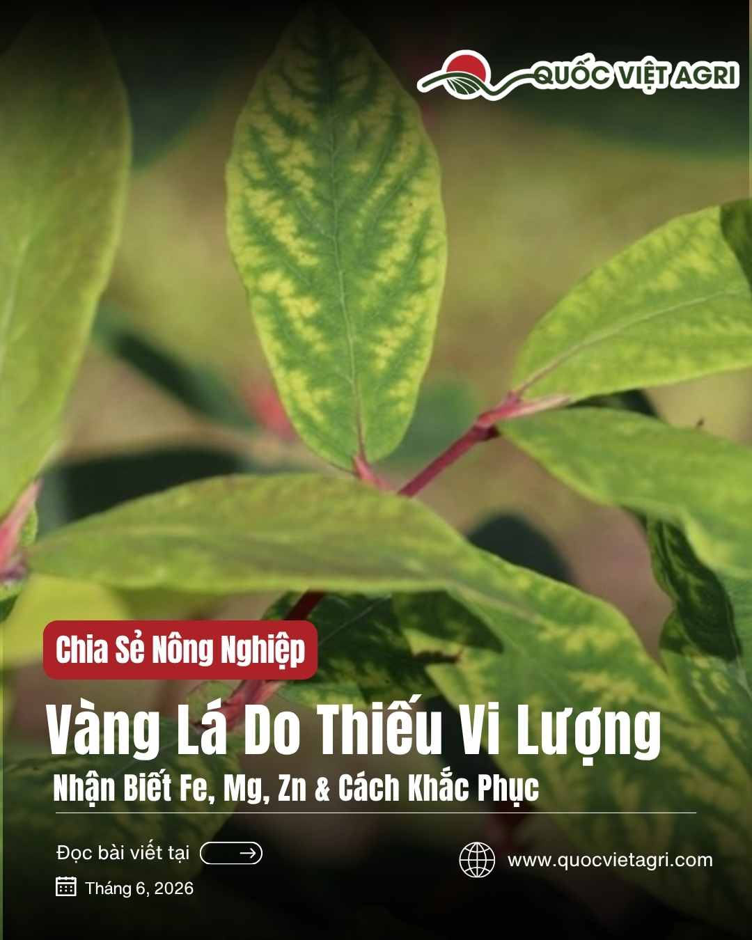 Vàng lá do thiếu vi lượng — nhận biết Fe, Mg, Zn & cách khắc phục | Quốc Việt Agri