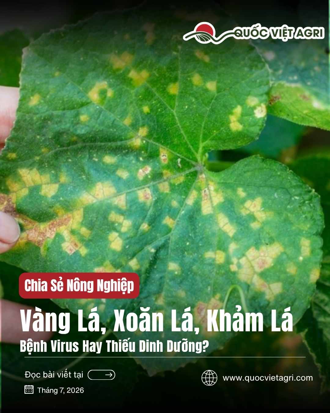 Vàng lá, xoăn lá, khảm lá – bệnh virus hay thiếu dinh dưỡng? | Quốc Việt Agri