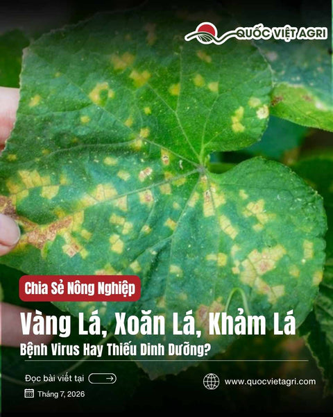 Vàng Lá, Xoăn Lá, Khảm Lá: Bệnh Virus Hay Thiếu Dinh Dưỡng? Cách Phân Biệt Chuẩn Để Không Xử Lý Lệch Hướng
