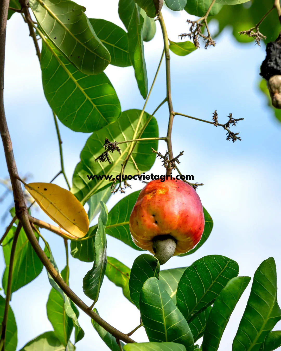 Tại Sao Cây Điều Ra Hoa Nhiều Nhưng Không Đậu Trái? Phân Tích Chuyên Sâu và Chiến Lược Khắc Phục Toàn Diện