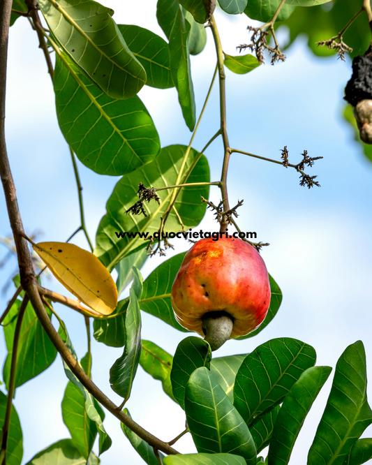 Tại Sao Cây Điều Ra Hoa Nhiều Nhưng Không Đậu Trái? Phân Tích Chuyên Sâu và Chiến Lược Khắc Phục Toàn Diện
