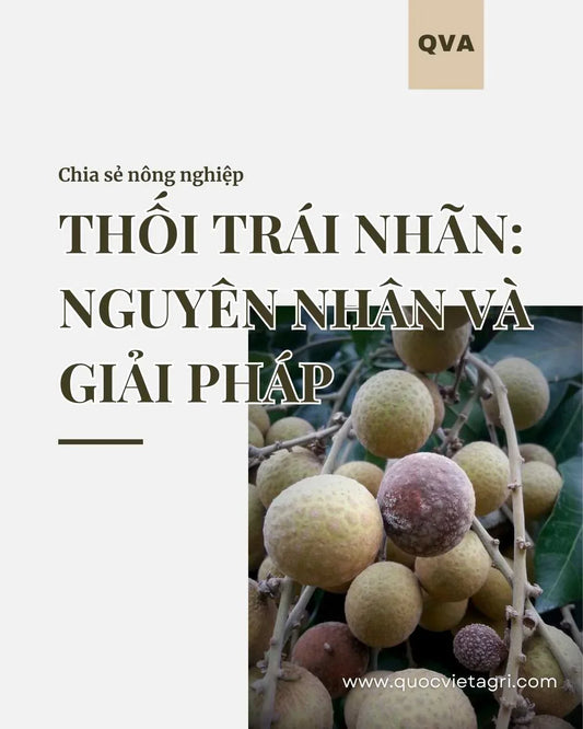 trái nhãn bị thối do nấm bệnh tấn công. nguyên nhân và giải pháp đến từ quốc việt agri