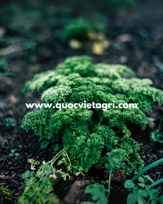hính ảnh rau phát triển tốt sau khi sử dụng trichoderma của quốc việt agri