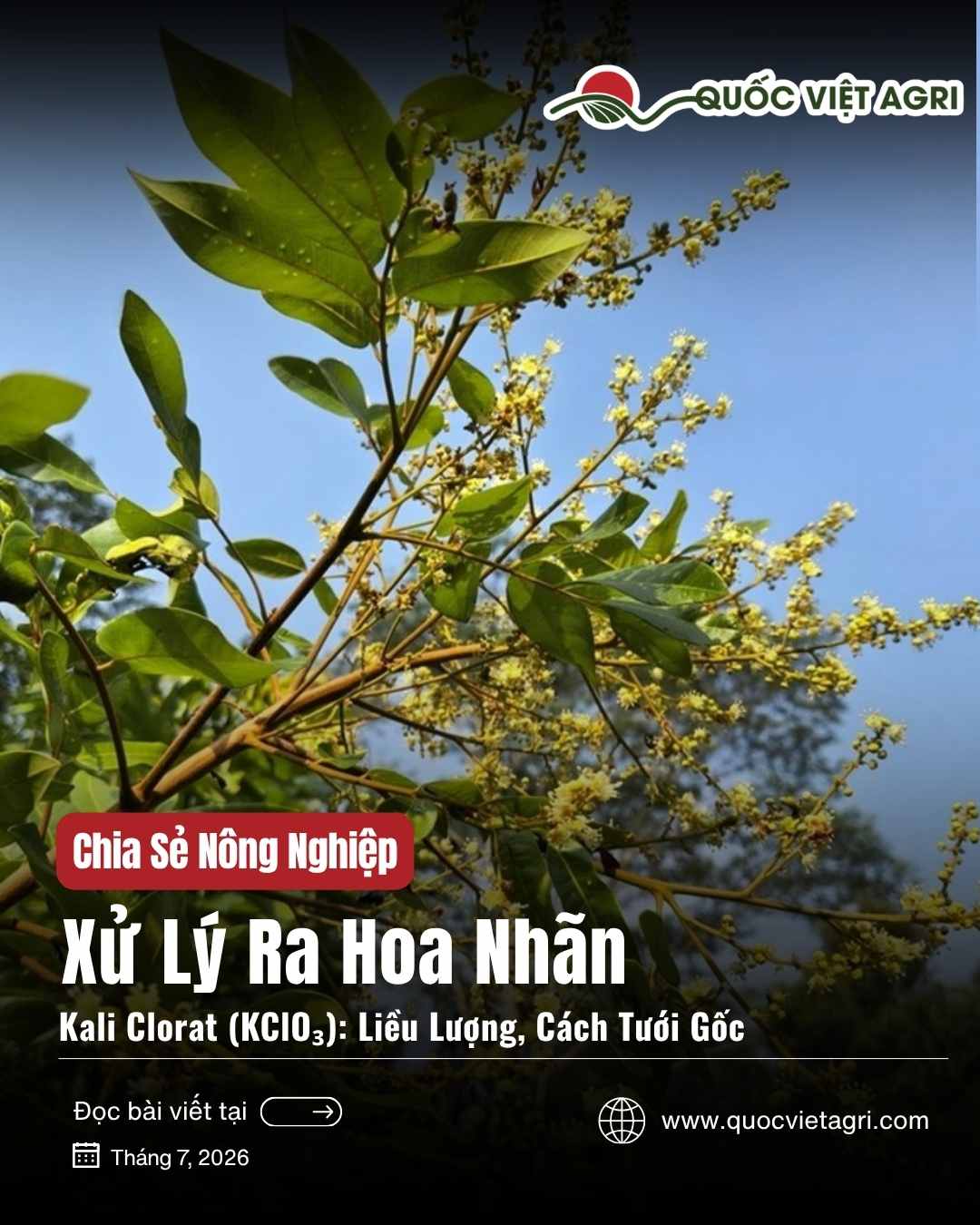 Ảnh bìa bài viết Xử Lý Ra Hoa Nhãn bằng Kali Clorat (KClO₃) — chùm hoa nhãn, của Quốc Việt Agri