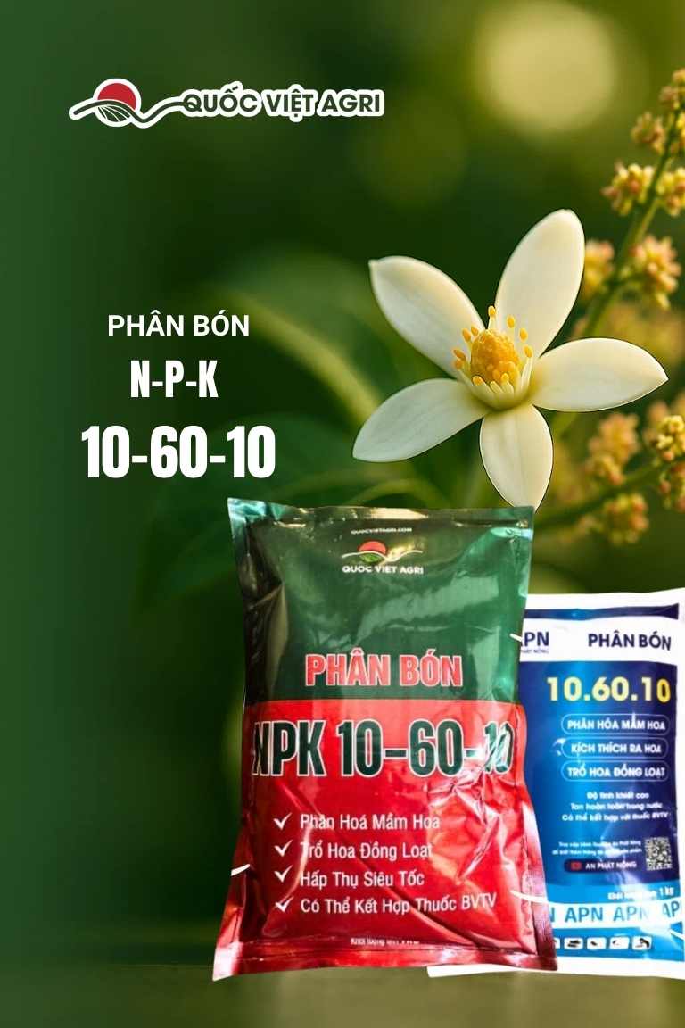 Hero banner NPK 10-60-10 – kích hoa, đậu trái; citrus blossom and mango inflorescence with product packs