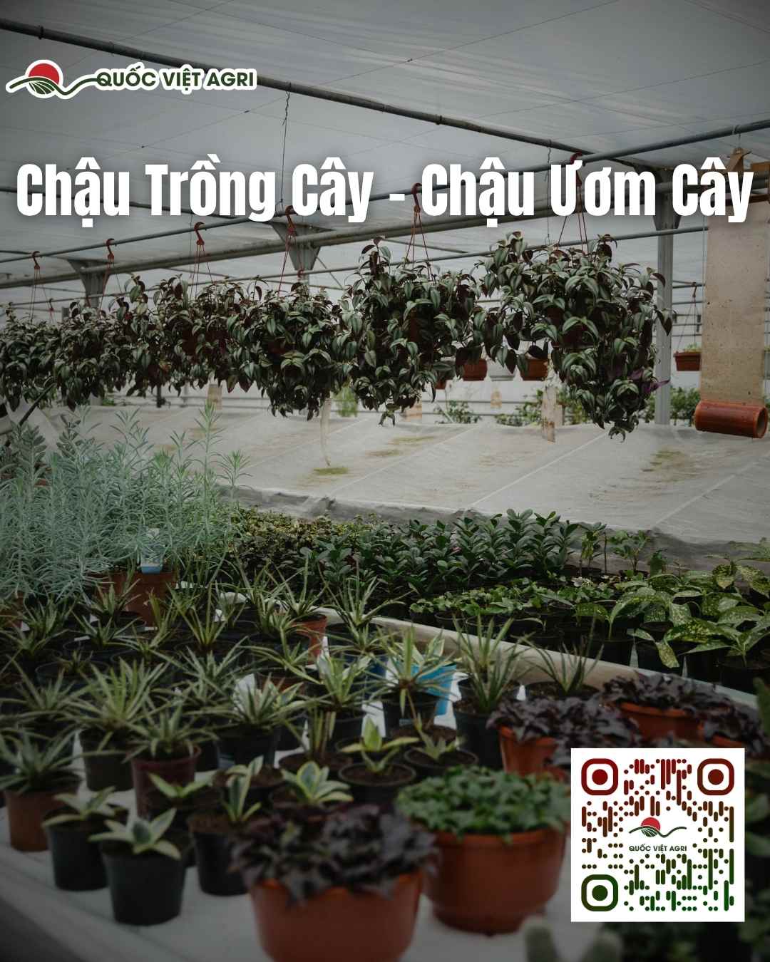 hình ảnh của các chậu trồng cây và chậu ươm cây hiện tại đang có mặt tại quốc việt agri