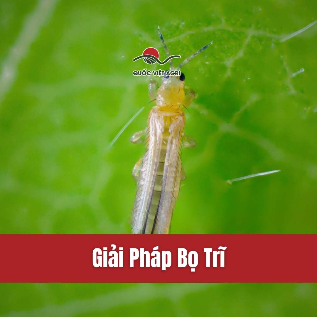 hình đại diện cho collection các sản phẩm trị bọ trĩ