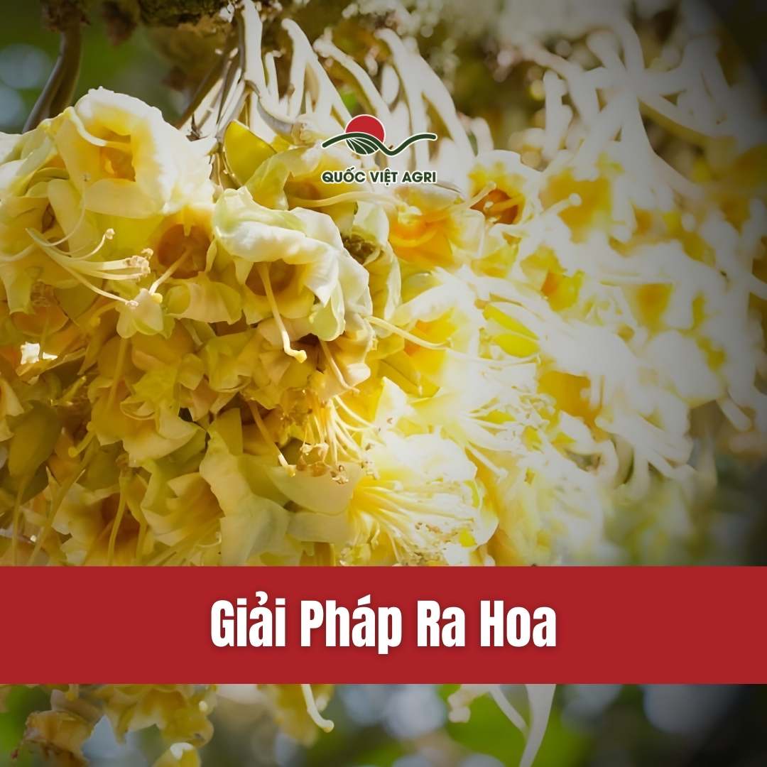 collection cho các sản phẩm ra hoa , và kích hoa