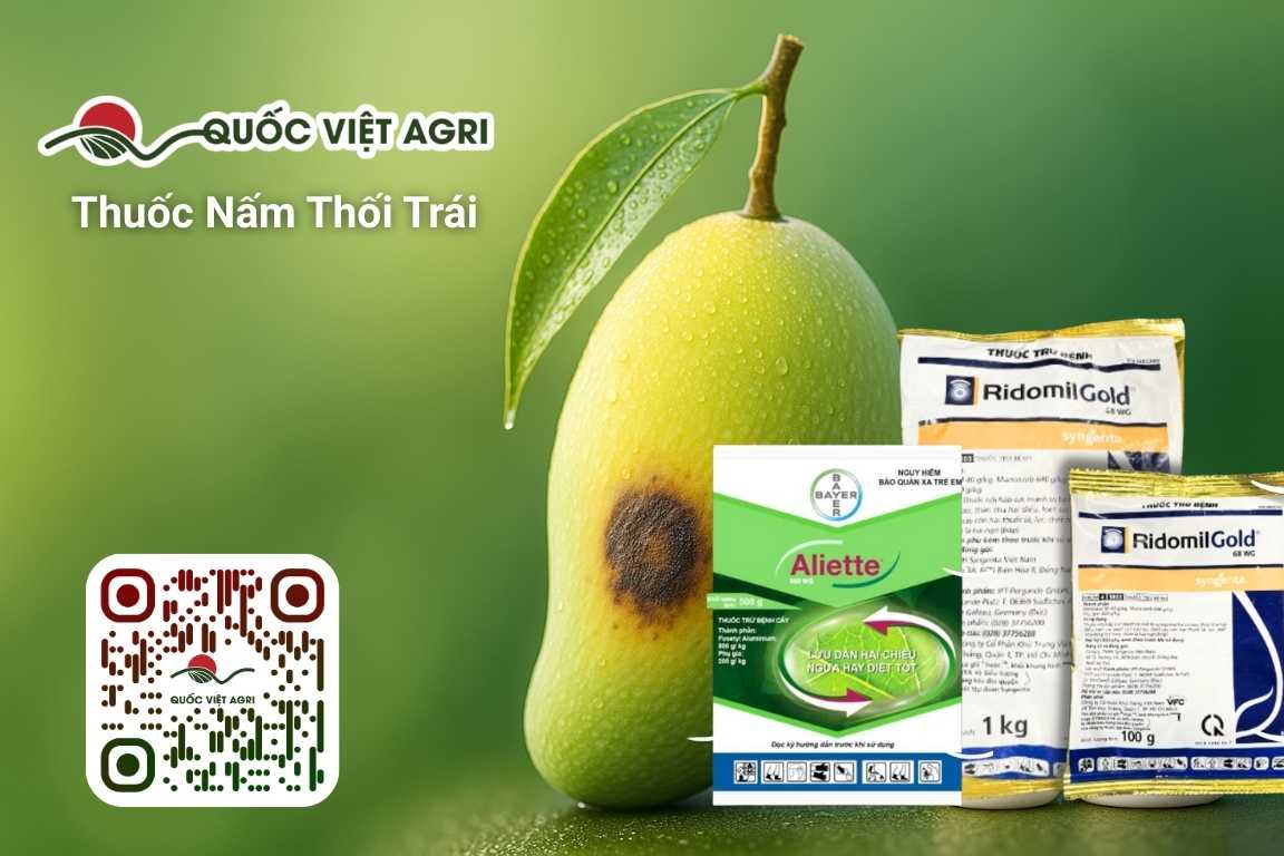 Hero nấm trái – trái non có vệt nấm ẩm, chai/gói sản phẩm trên nền xanh