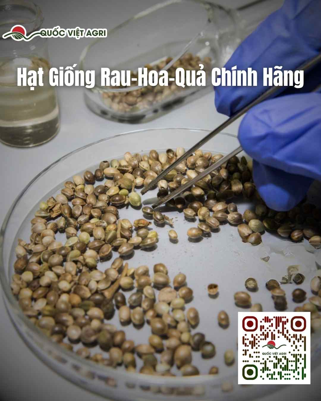 hình ảnh từ lab cho hạt giống của quốc việt agri. hình ảnh các loại hạt giống rau hoa quả chính hãng.