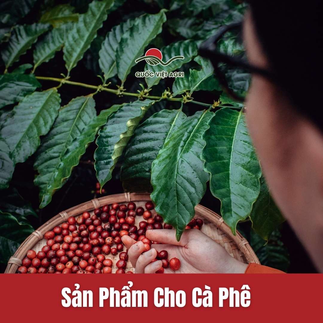 Hình ảnh đại diện cho collection các sản phẩm cho cây cà phê tại quốc việt agri