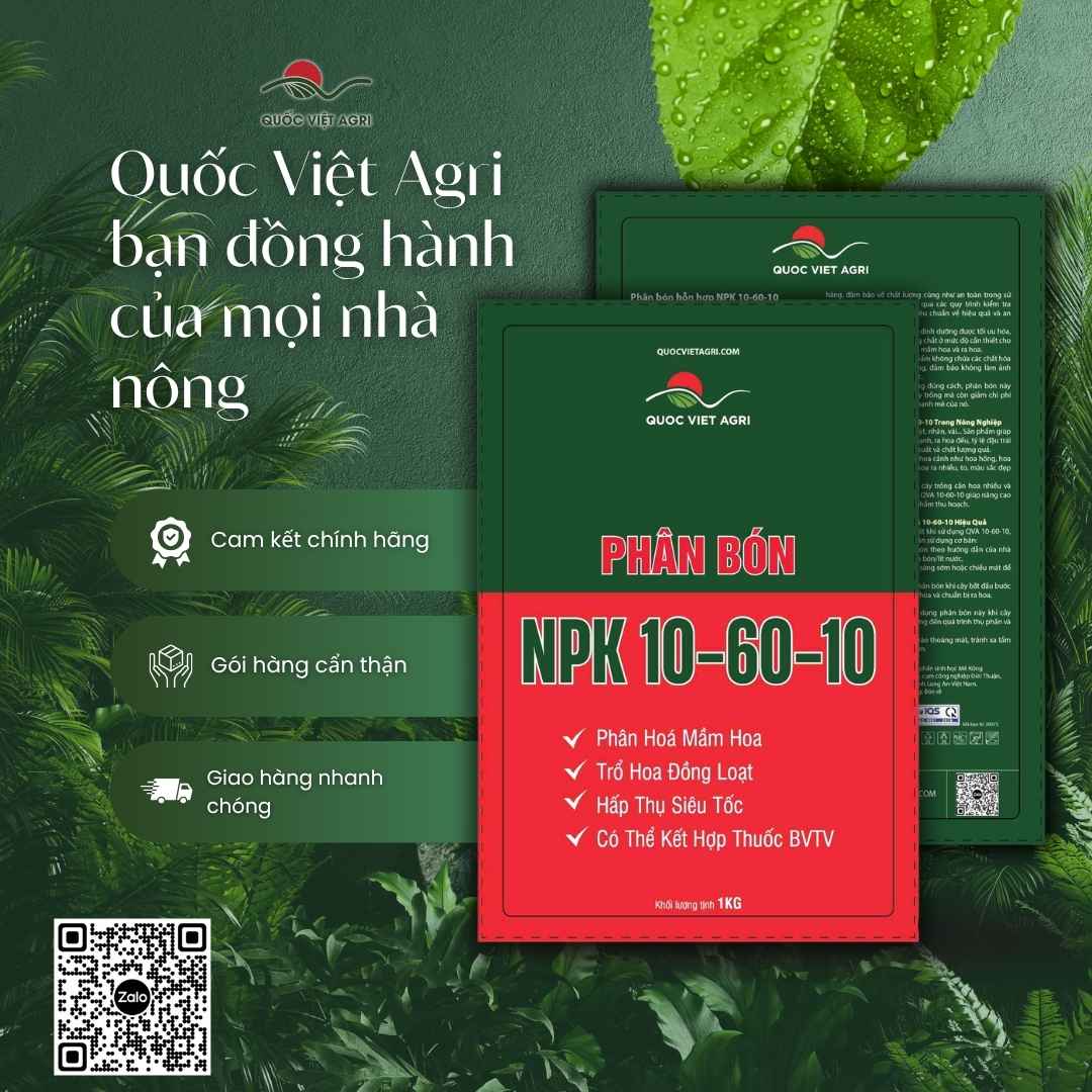 Ảnh toàn diện gói phân bón lá Siêu Tạo Mầm 10-60-10 1kg với thông tin thành phần NPK 10-60-10 và hướng dẫn sử dụng chi tiết.