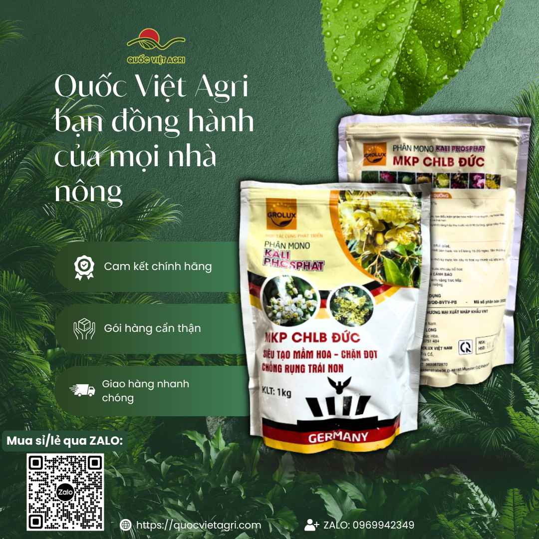 Phân Bón MKP 0-52-34 (1kg) – Lân 52% + Kali 34%