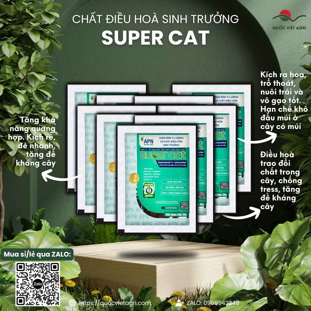Mặt trước gói điều hòa sinh trưởng Super Cat 10g, chuyên dùng để chống sốc, phục hồi cây, sản phẩm chính hãng An Phát Nông.

