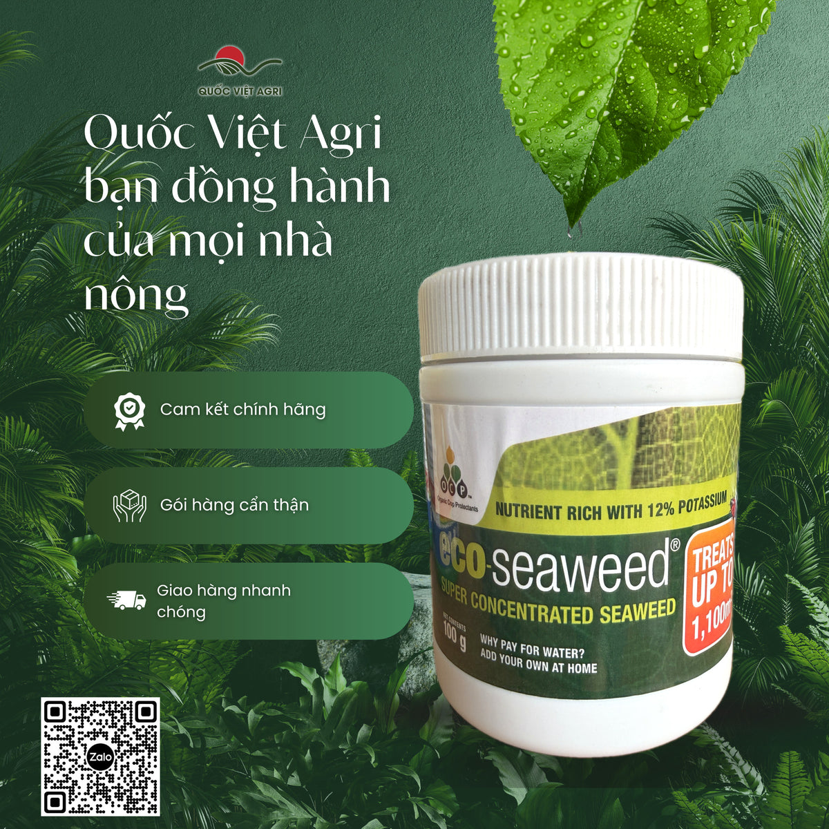 Phân bón lá hữu cơ – đa lượng eco-seaweed hũ 100g – OCP – phân phối chính hãng bởi Quốc Việt Agri