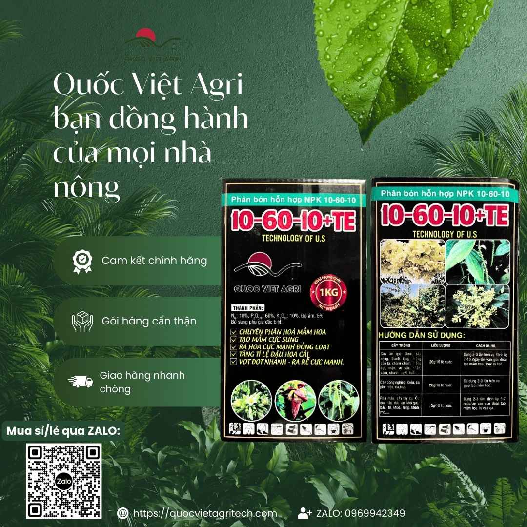 Hình ảnh tổng quan sản phẩm phân bón Siêu Tạo Mầm 10-60-10, giải pháp lân siêu cao 60% cho sầu riêng, xoài, nhãn từ Quốc Việt Agri.