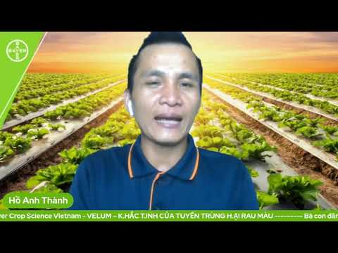 Video chính thức Bayer Crop Science Việt Nam: Tại sao cần làm ẩm đất trước khi tưới Velum Prime 400SC