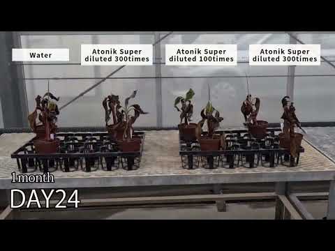 Video chính hãng OAT Agrio (Asahi): Atonik