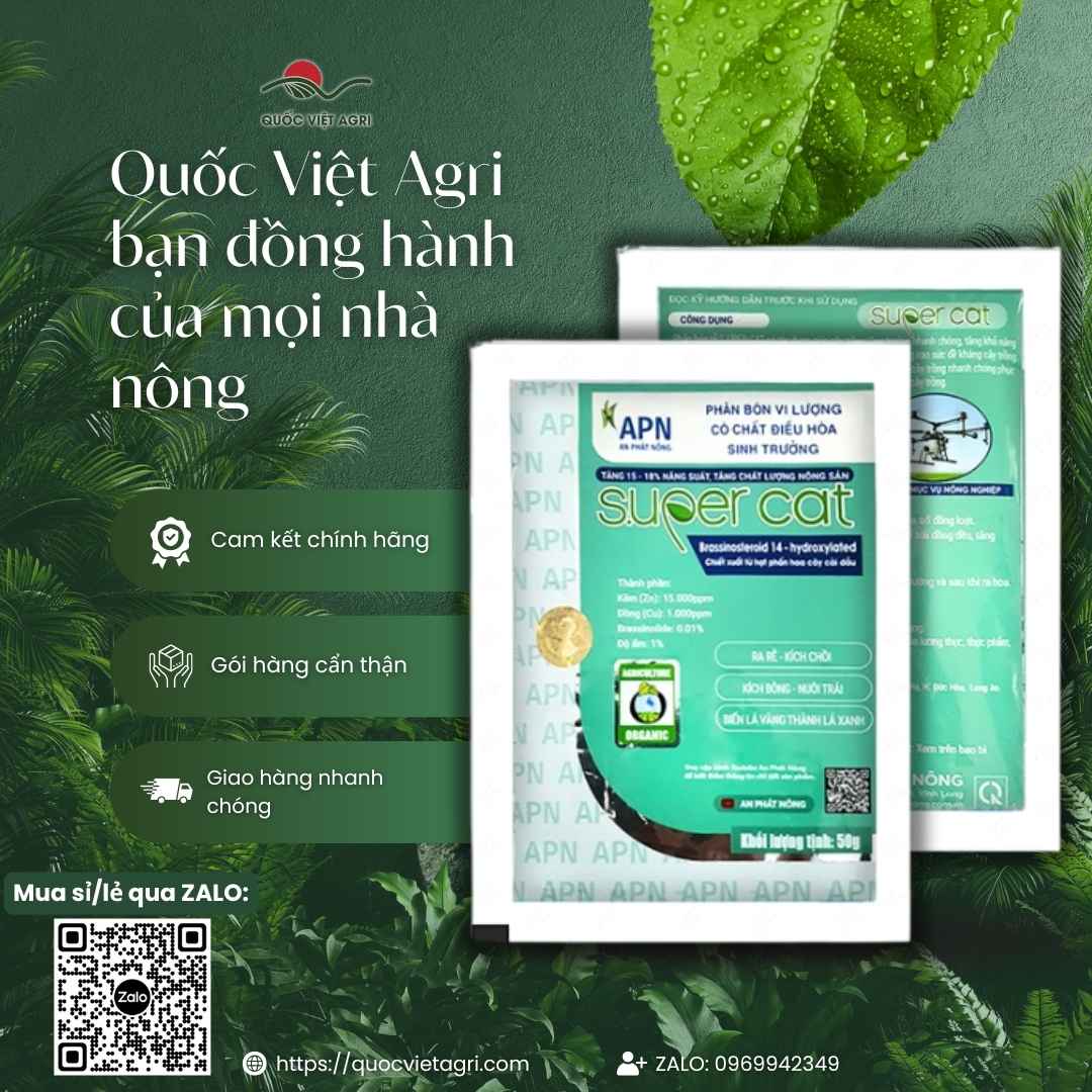 Thành phần Brassinolide chống sốc mặt sau gói Super Cat phục hồi cây.