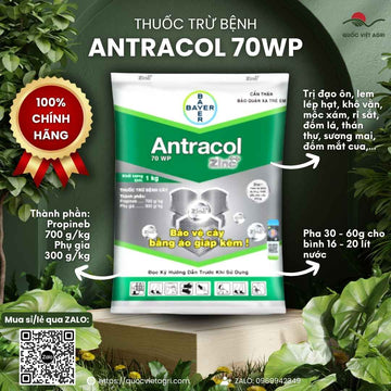 ANTRACOL 70WP (100g/1kg) | Propineb 700g/kg | Bayer