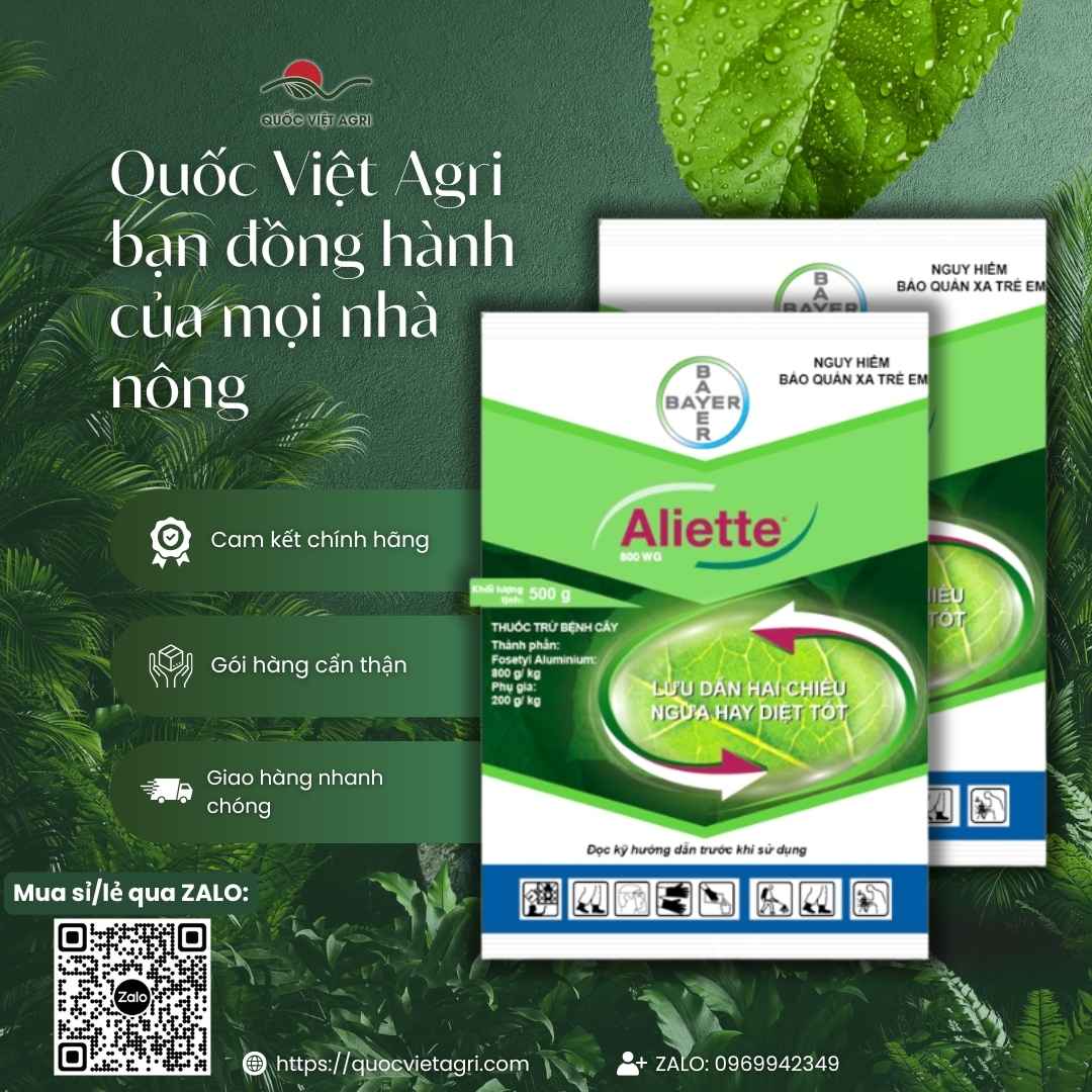 Mặt sau gói Aliette 800WG với thành phần Fosetyl Aluminium và hướng dẫn cạo quét xì mủ.