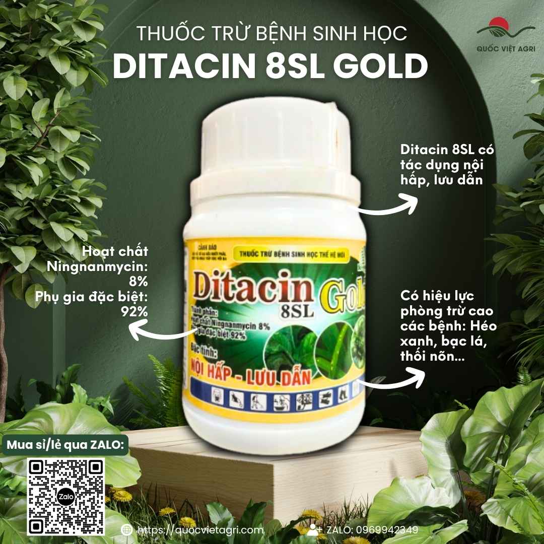 Mặt trước chai thuốc trừ bệnh sinh học Ditacin 8SL Gold 100ml, chuyên dùng để đặc trị héo xanh, bạc lá, sản phẩm chính hãng.

