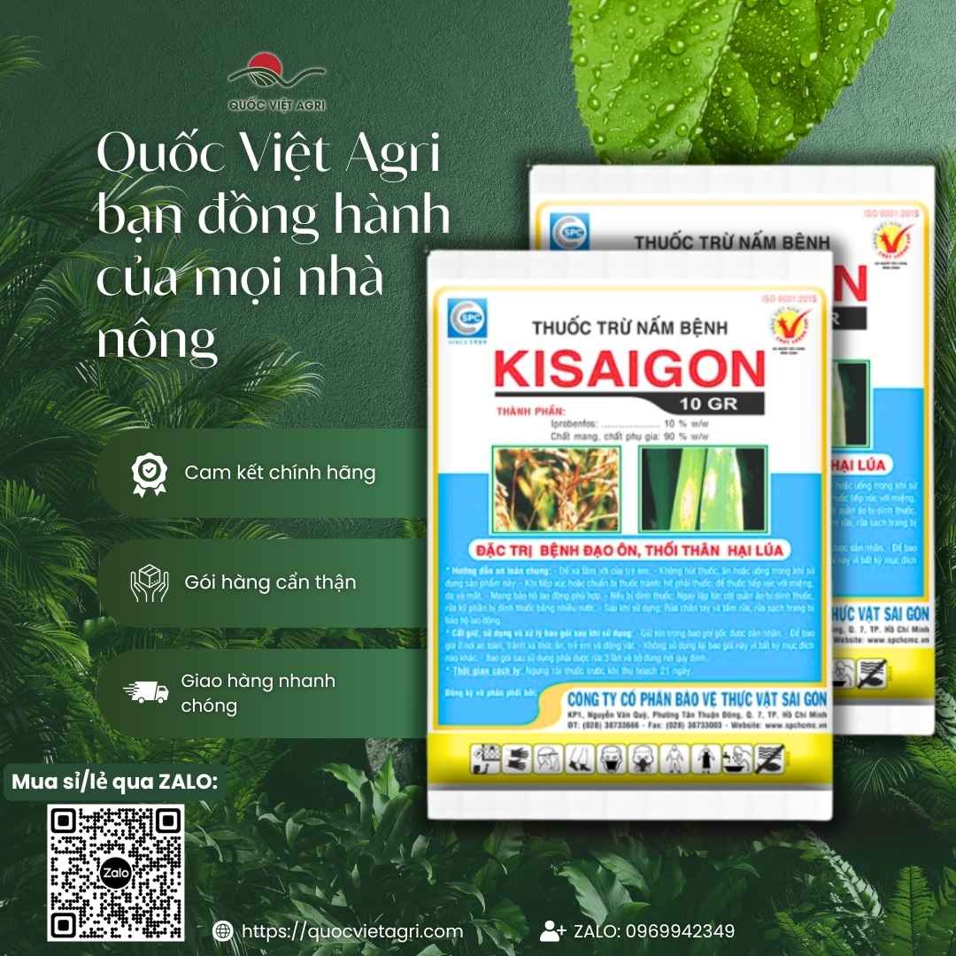 Hình ảnh tổng quan sản phẩm thuốc trừ bệnh Kisaigon 10GR, giải pháp nội hấp diệt nấm bệnh cho lúa từ Quốc Việt Agri.