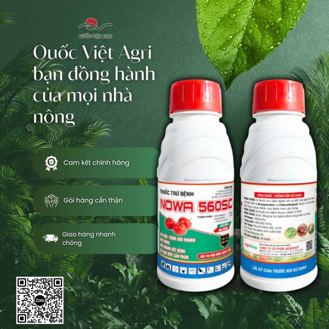 NOWA 560SC – tác động kép tiếp xúc và nội hấp, vừa phòng vừa trị nấm bệnh