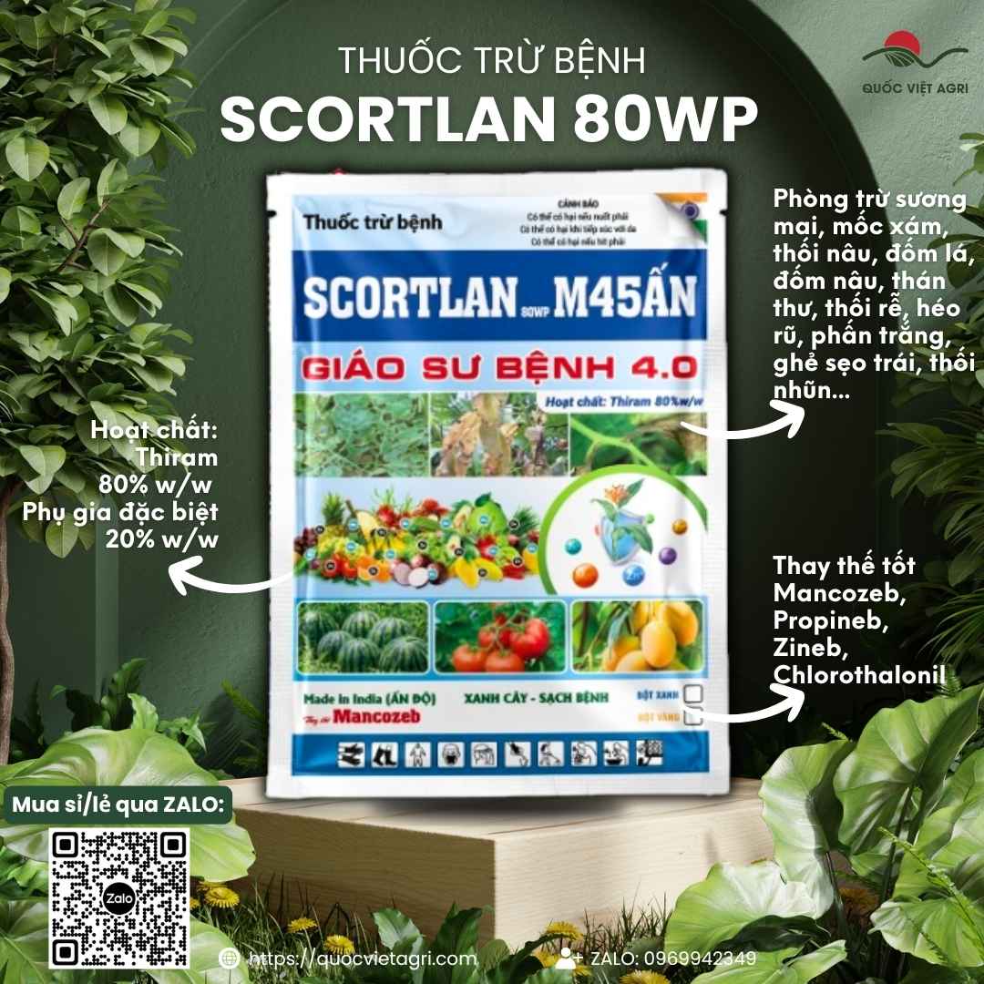 Mặt trước gói thuốc trừ bệnh Scortlan 80WP 1KG, chuyên dùng để trị sương mai, thán thư, sản phẩm nhập khẩu Ấn Độ.


