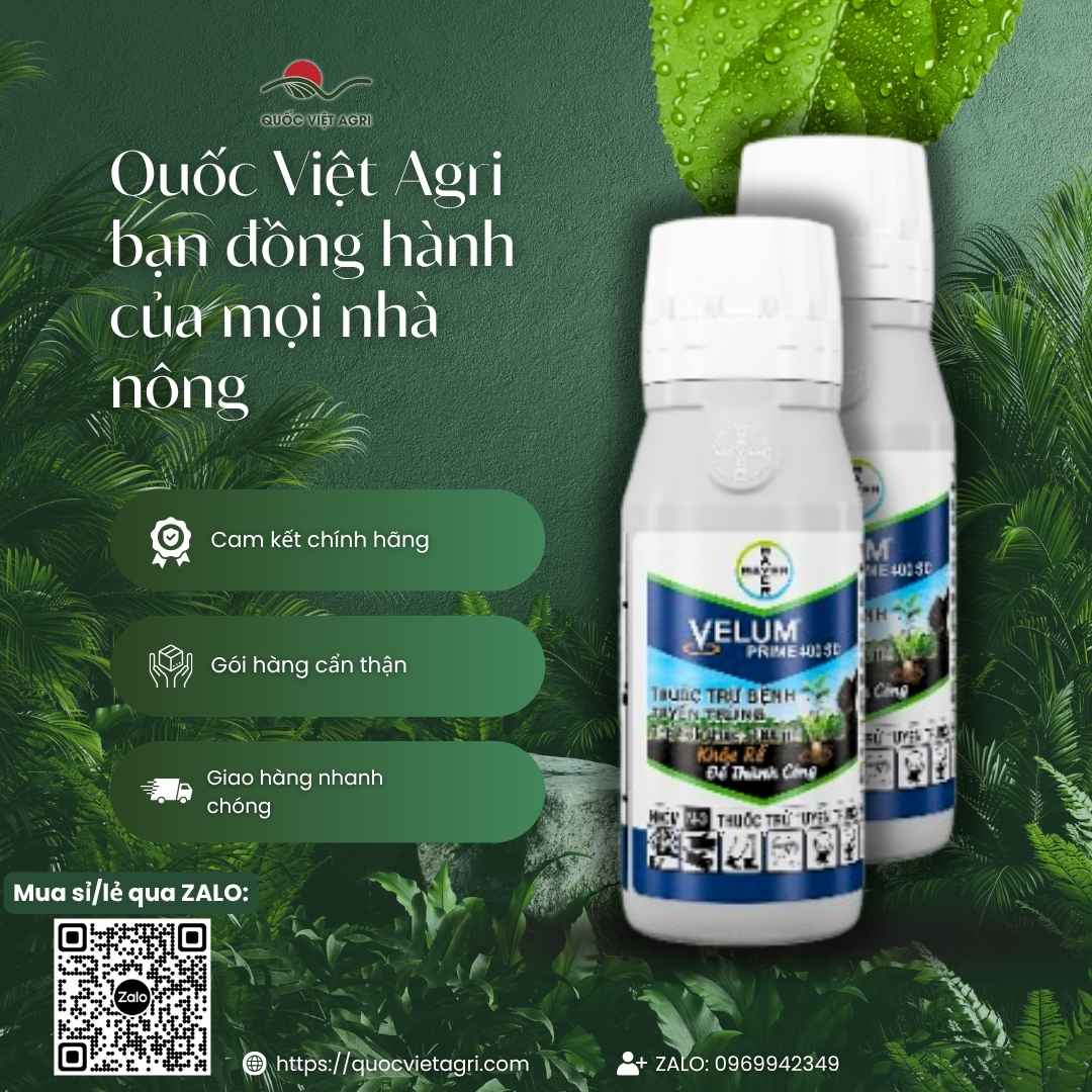 Hoạt chất Fluopyram 400g/l đặc trị tuyến trùng sưng rễ ở mặt sau chai.
