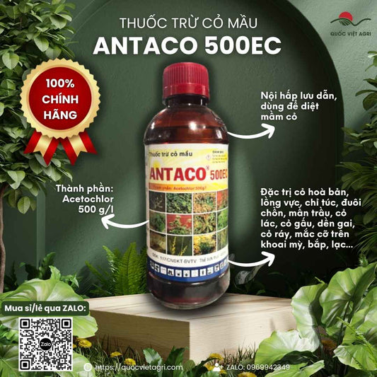 Mặt trước chai thuốc trừ cỏ mầm Antaco 500EC 450ml, chuyên dùng để diệt cỏ cho bắp, khoai mì, sản phẩm chính hãng của Quốc Việt Agri.

