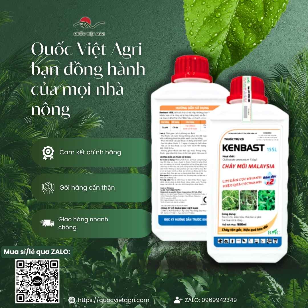 Mặt sau chai thuốc trừ cỏ Kenbast 15SL 900ml, chuyên dùng để diệt cỏ lưu dẫn, công nghệ Malaysia.