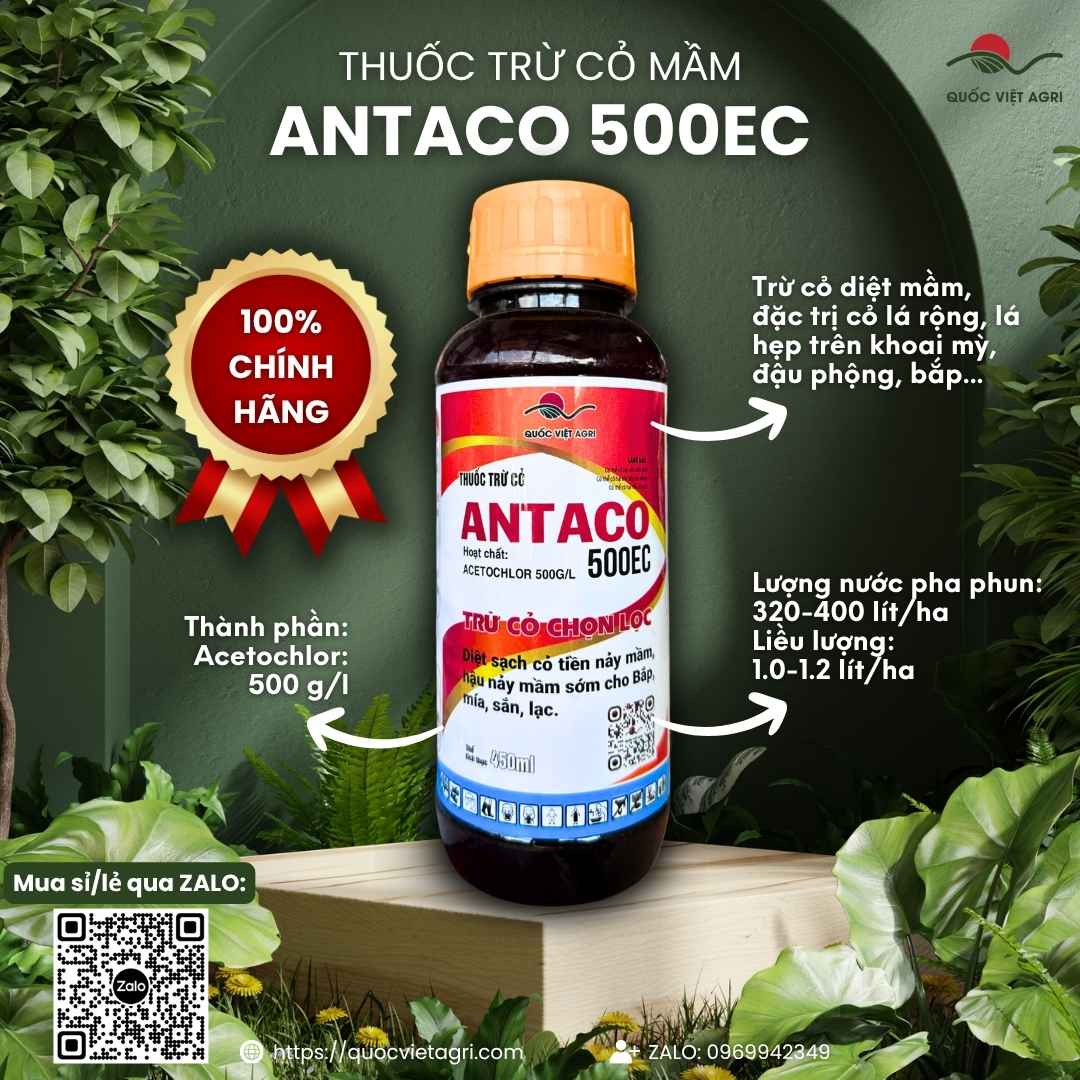 Mặt trước chai thuốc trừ cỏ mầm Antaco 500EC 450ml, chuyên dùng để diệt cỏ cho bắp, khoai mì, sản phẩm chính hãng của Quốc Việt Agri.
