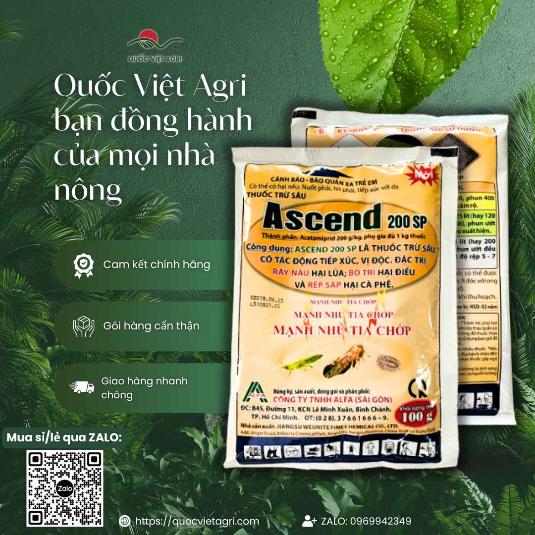 Ảnh toàn diện gói thuốc trừ sâu Ascend 20SP 100g, chuyên dùng để đặc trị rầy nâu, bọ trĩ, rệp sáp, sản phẩm chính hãng.