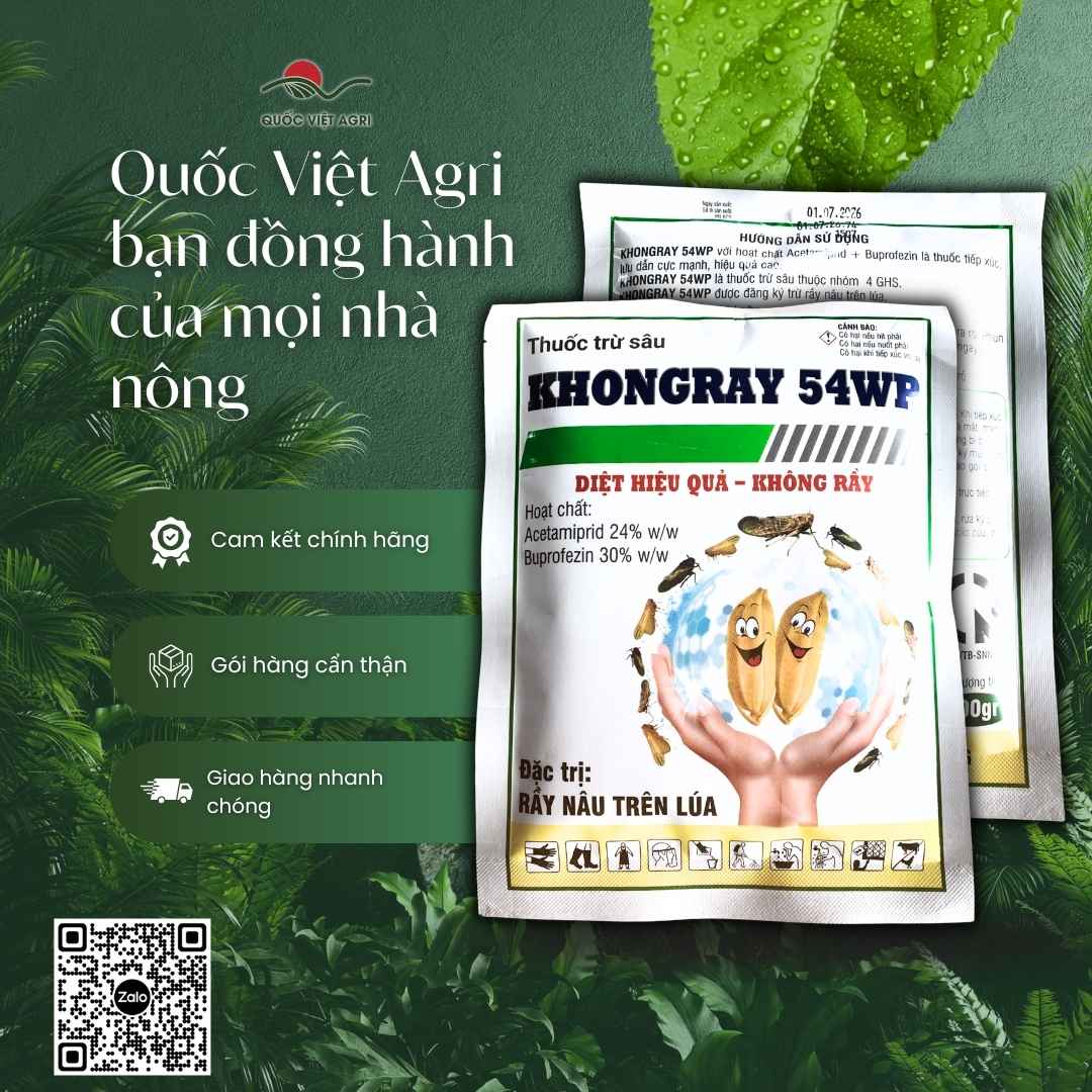 KHONGRAY 54WP gói 100g – tác động kép diệt rầy non và rầy trưởng thành trên lúa